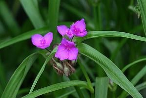 2025-06098898 Pointe Rok Neighborhood, MA